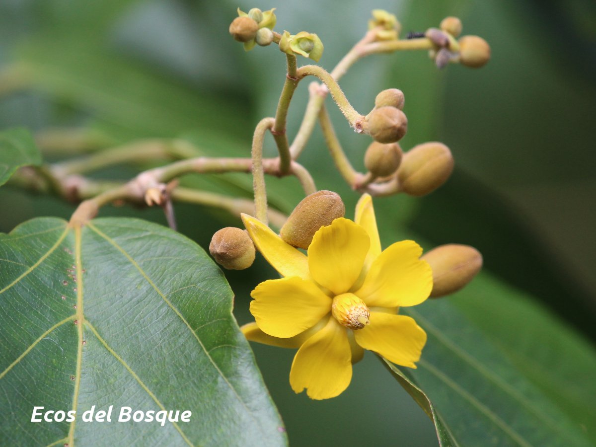 Apeiba membranacea | Ecos del Bosque