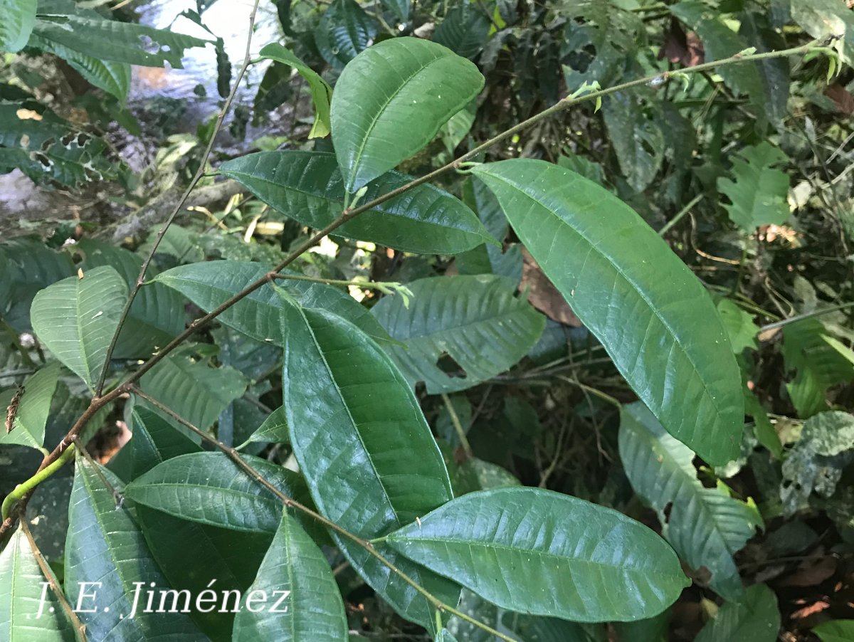 Brosimum guianense Ecos del Bosque
