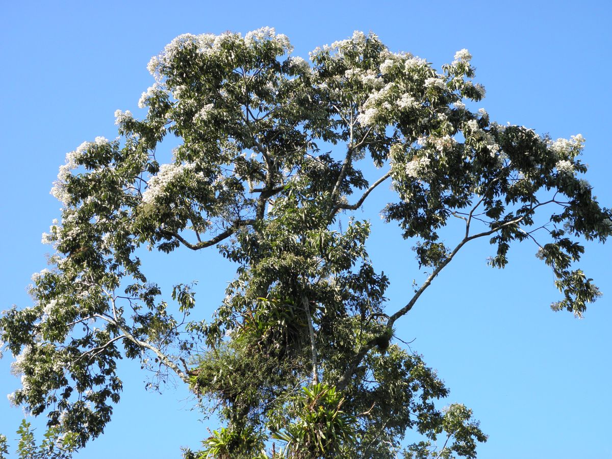 Cordia alliodora | Ecos del Bosque
