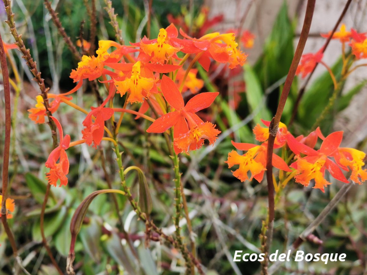Epidendrum radicans | Ecos del Bosque