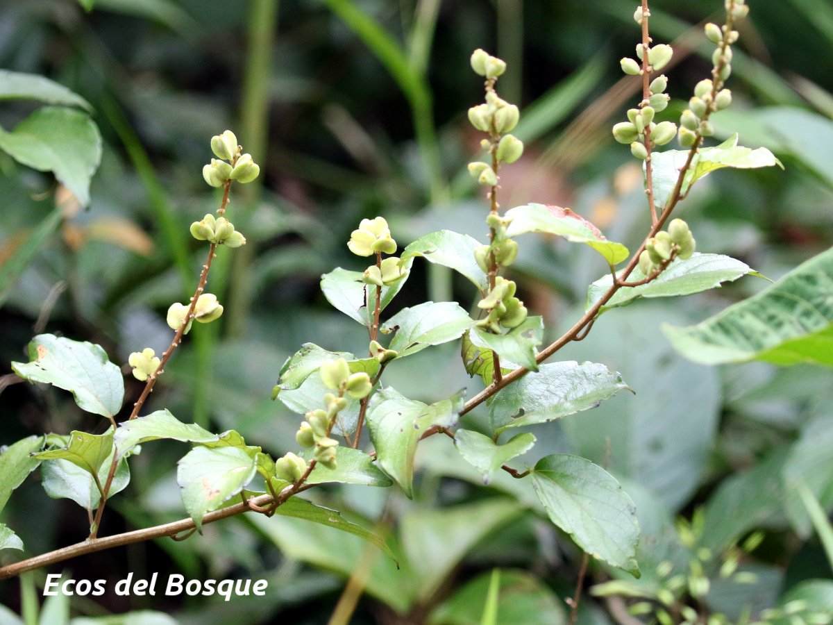 Gouania hypoglauca Ecos del Bosque