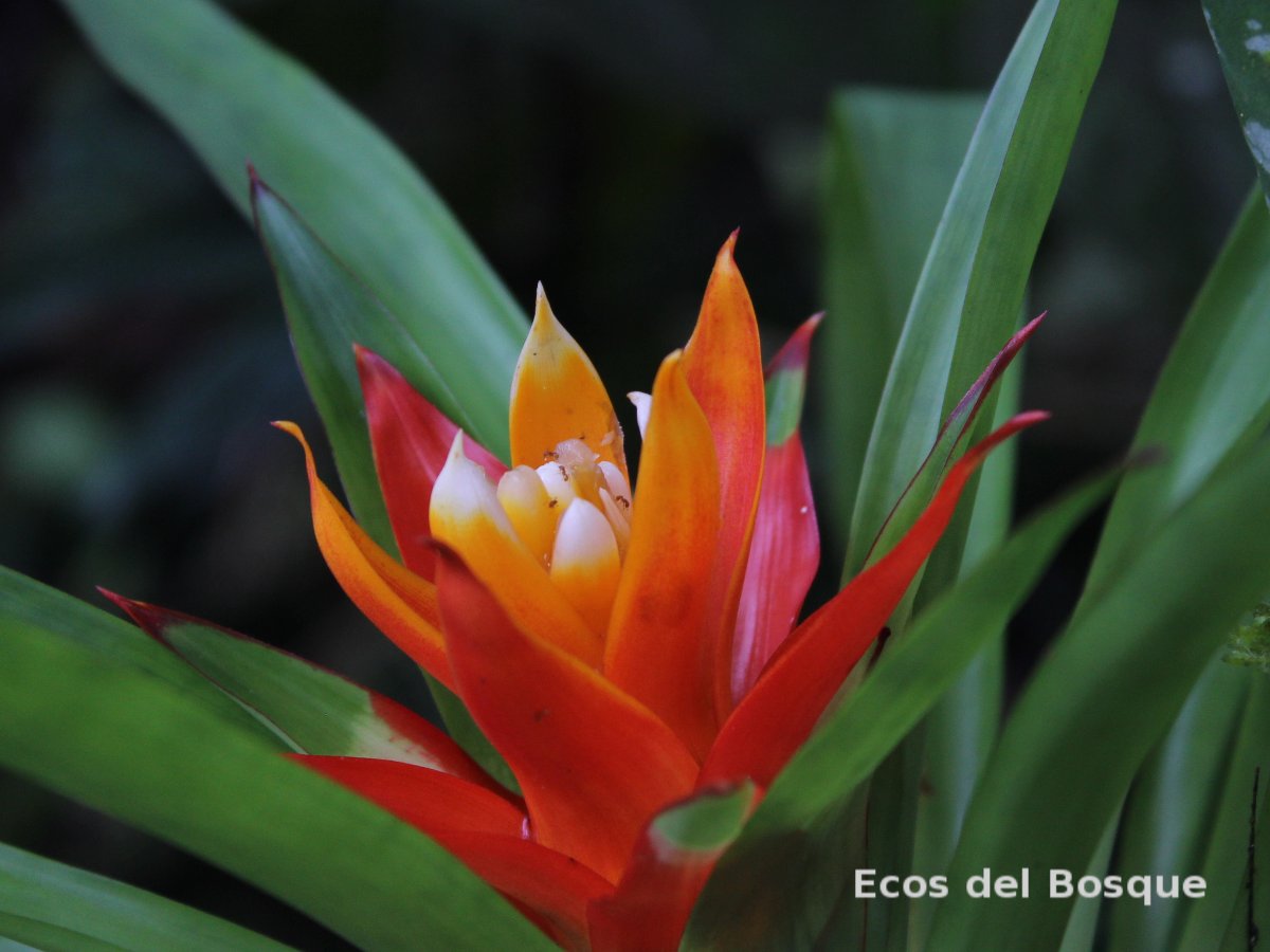 Guzmania lingulata | Ecos del Bosque