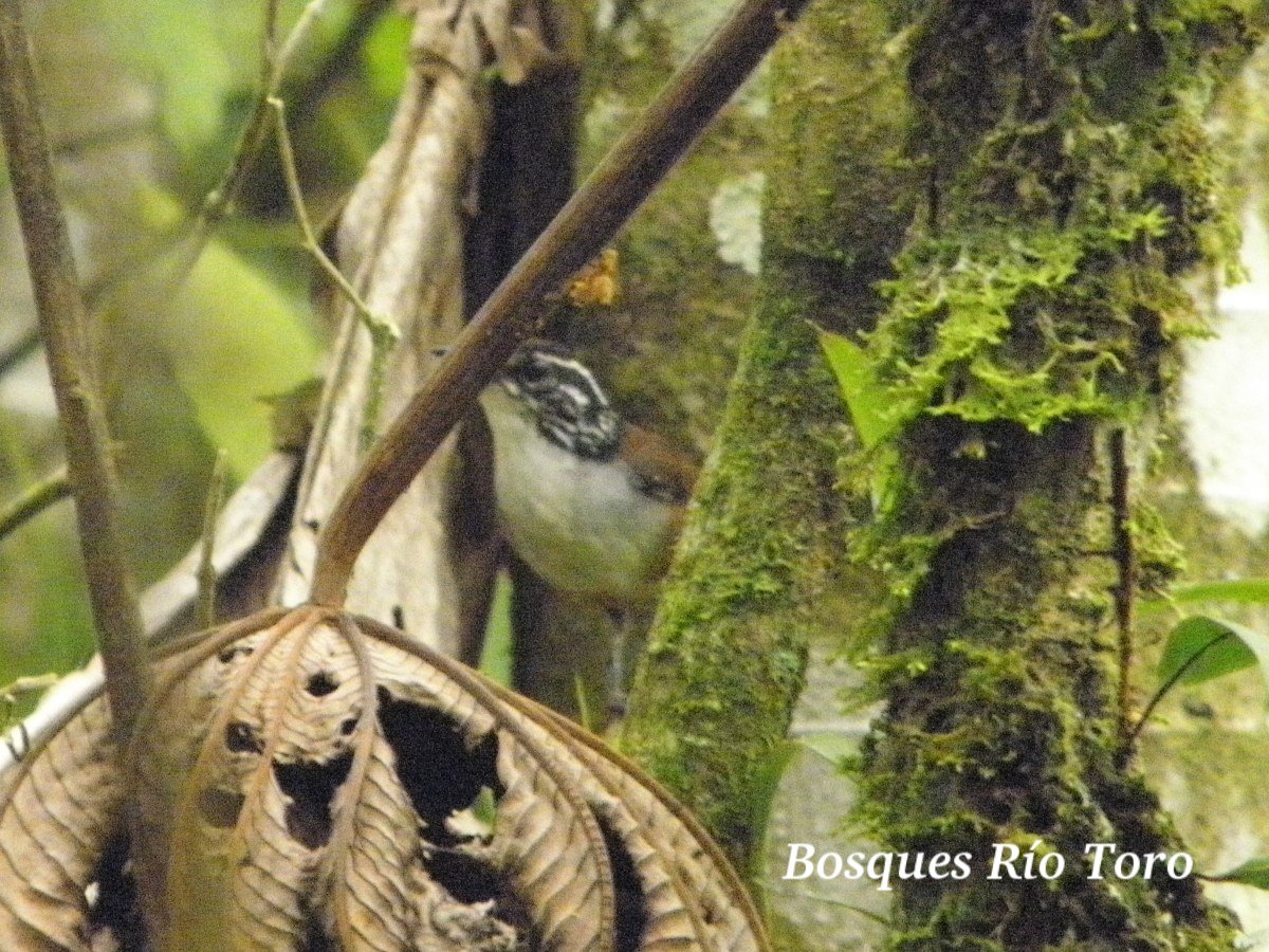 Henicorhina leucosticta Ecos del Bosque