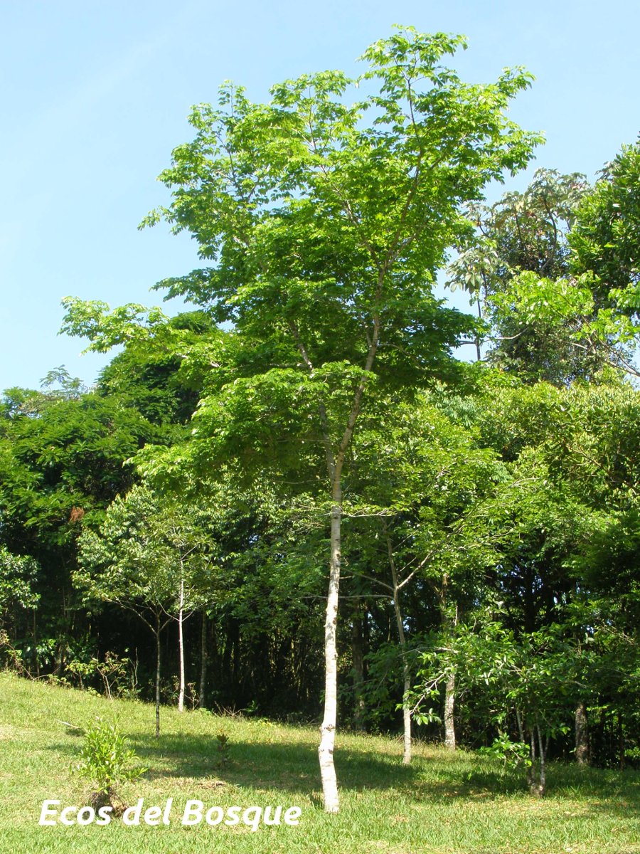 Hymenaea courbaril | Ecos del Bosque