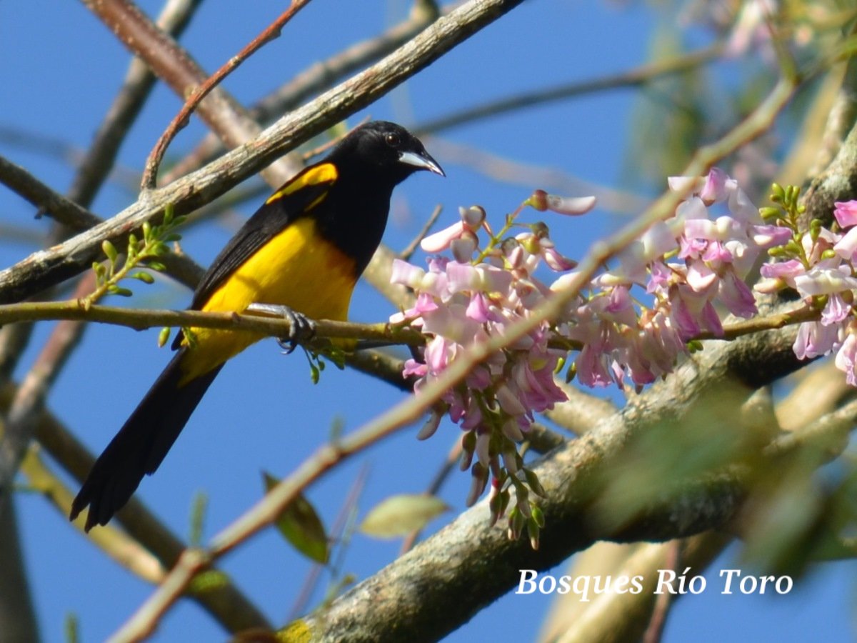Icterus prosthemelas Ecos del Bosque