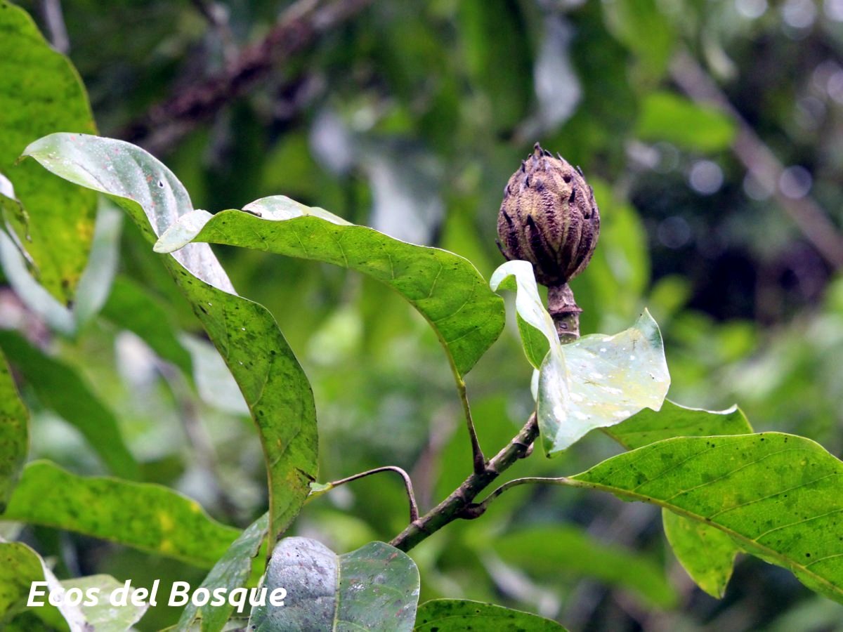 TÌNH YÊU CÂY CỎ  - Page 58 Magnolia_gloriensis_25