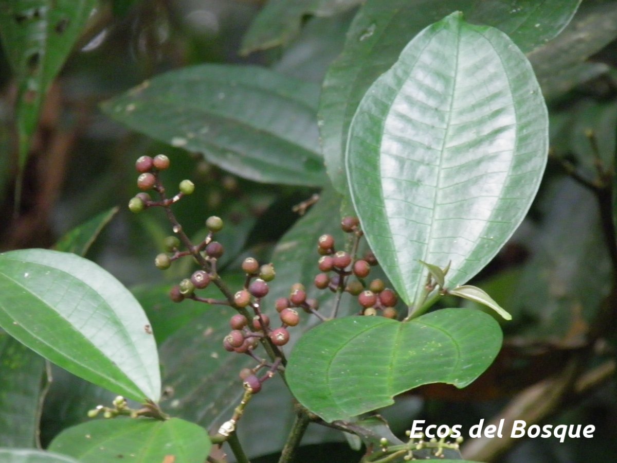 Miconia gracilis | Ecos del Bosque