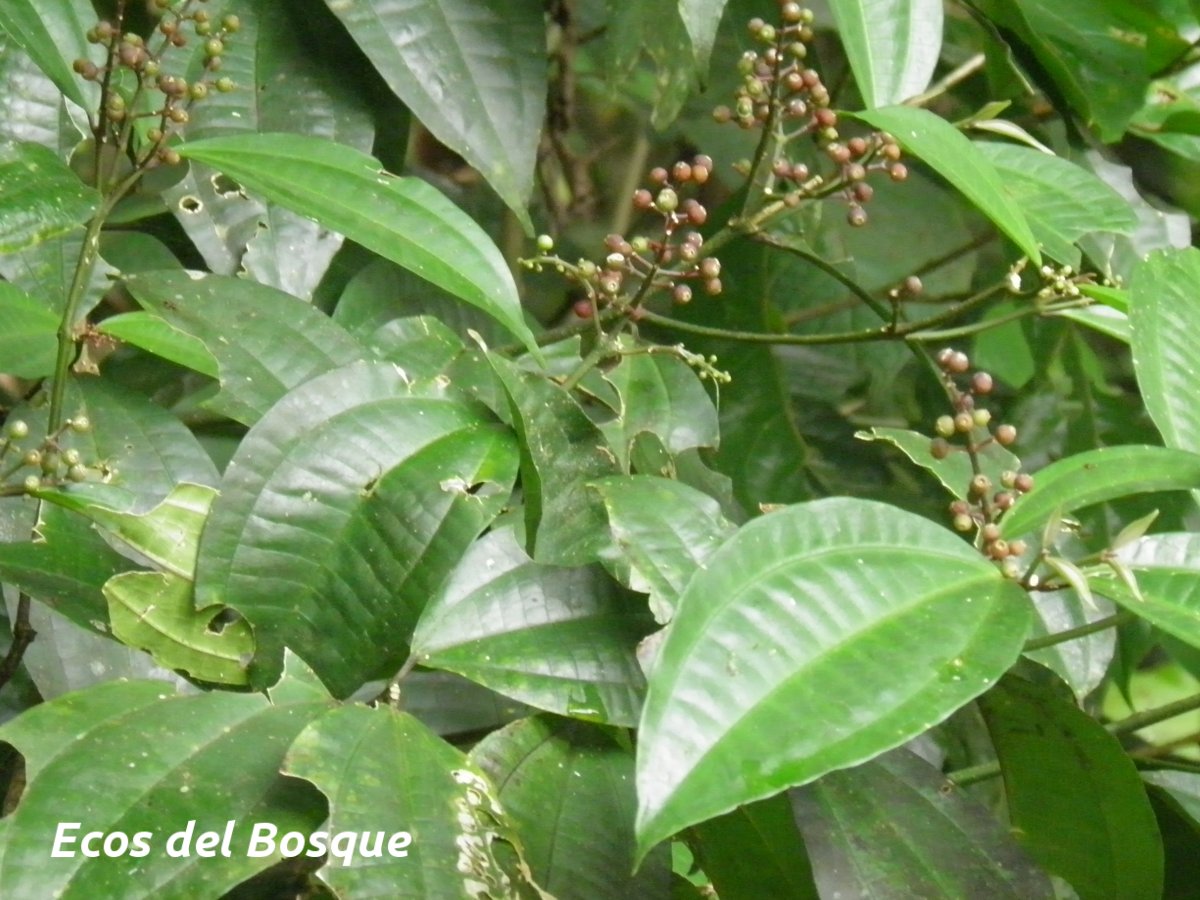 Miconia gracilis Ecos del Bosque