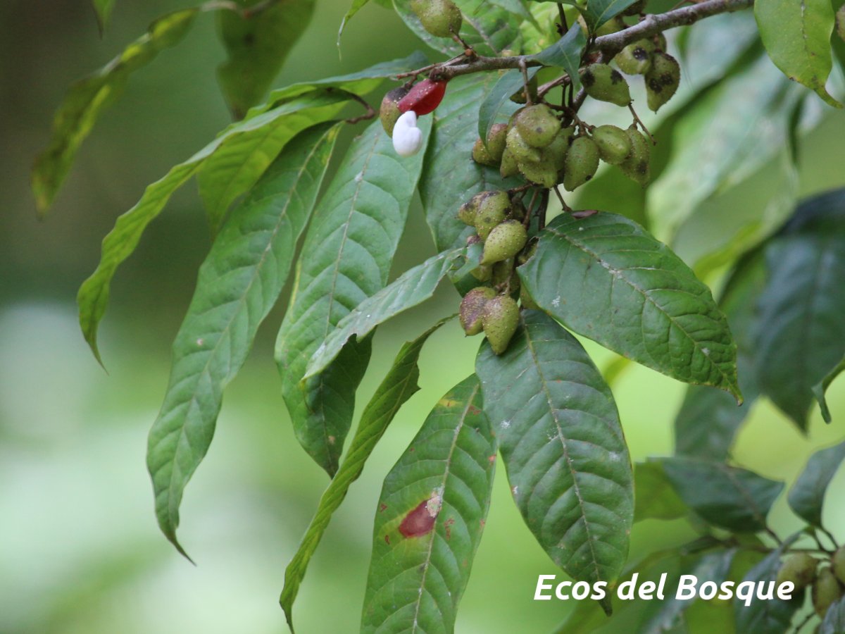 Protium confusum Ecos del Bosque