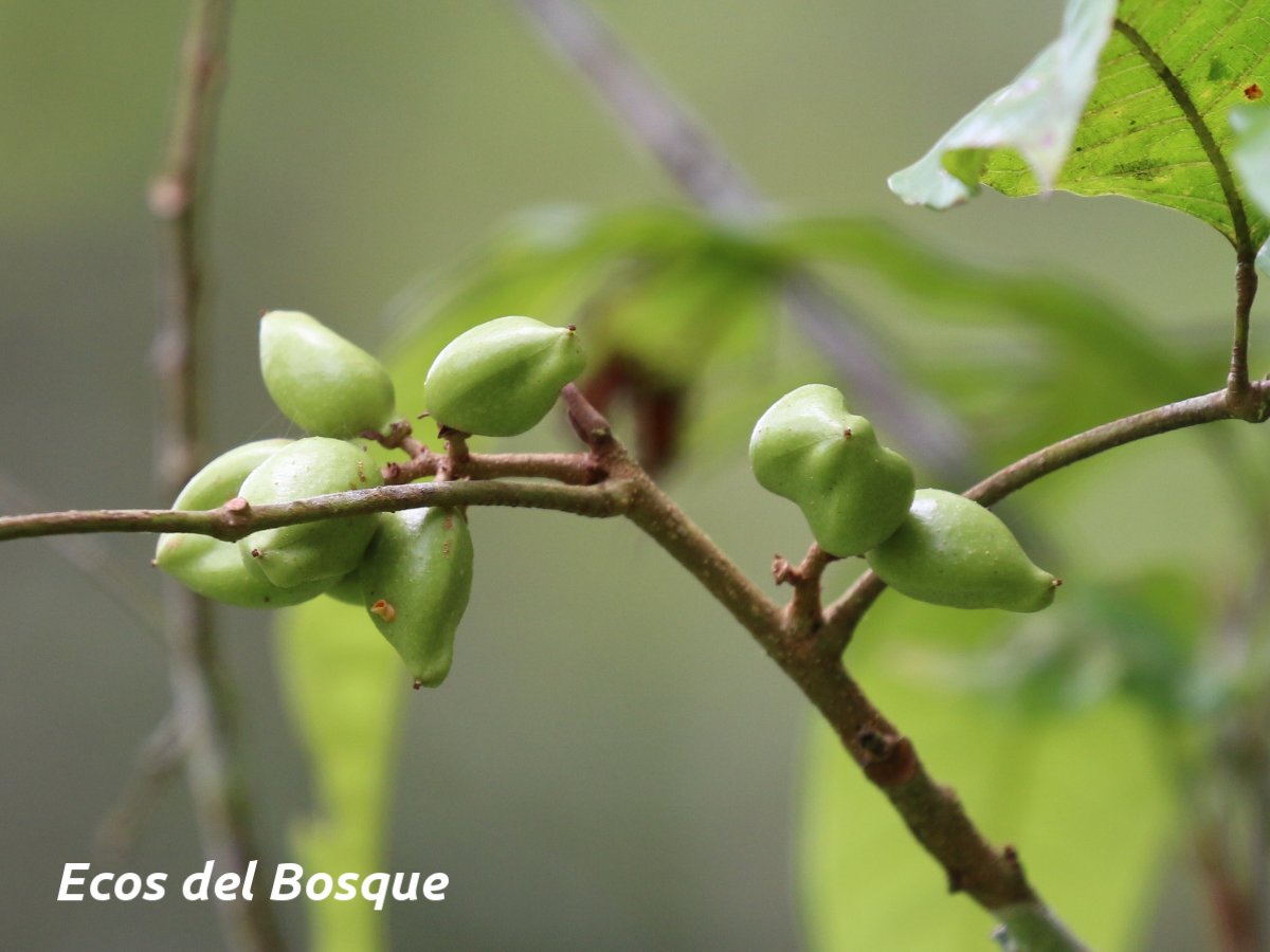 Protium confusum Ecos del Bosque