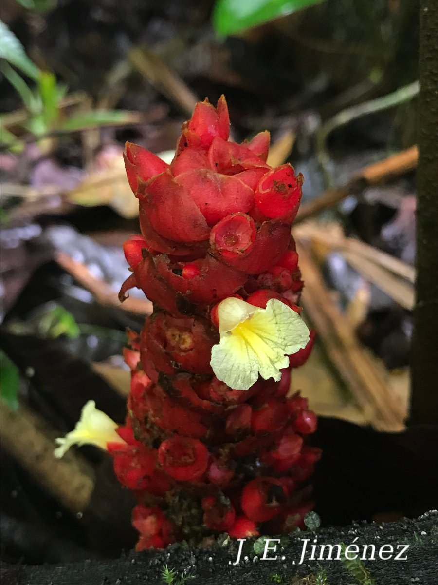 Renealmia pluriplicata Ecos del Bosque