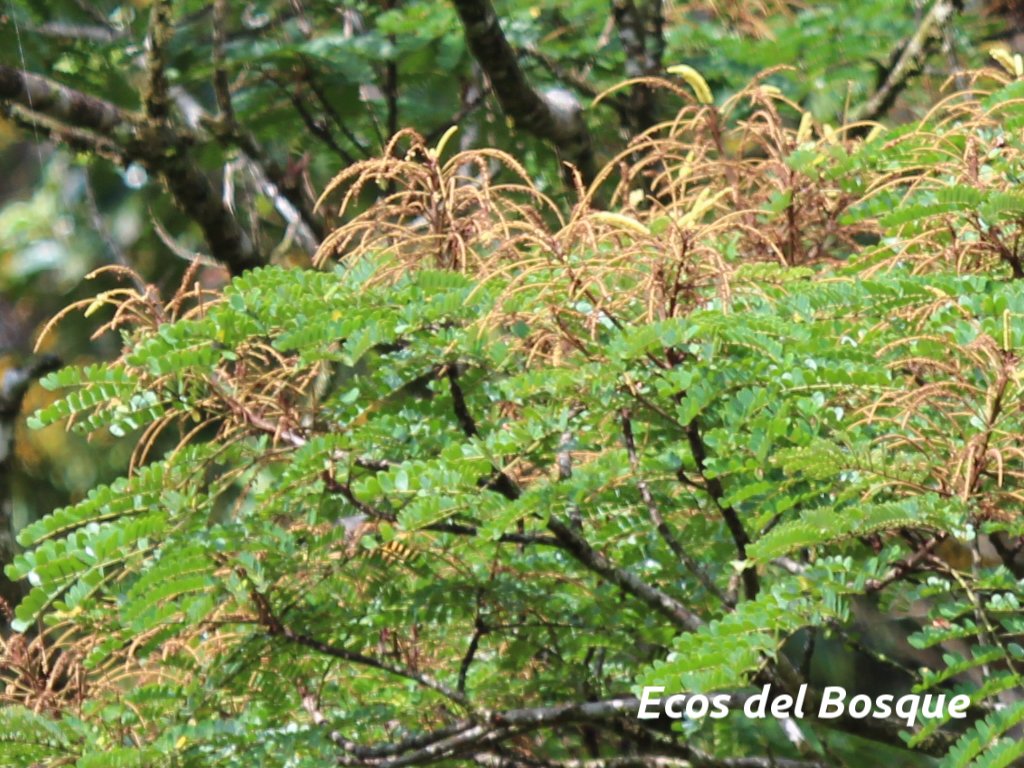 Stryphnodendron microstachyum Ecos del Bosque