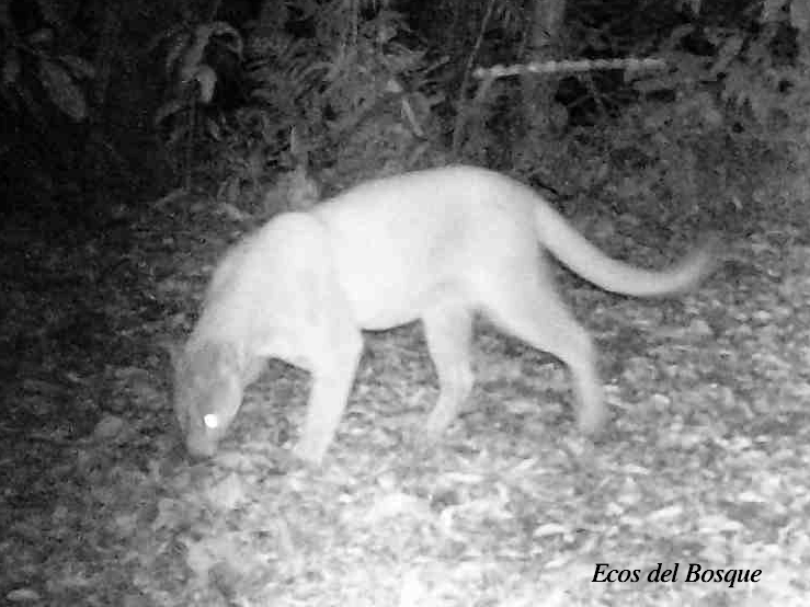 Puma concolor costaricensis Ecos del Bosque