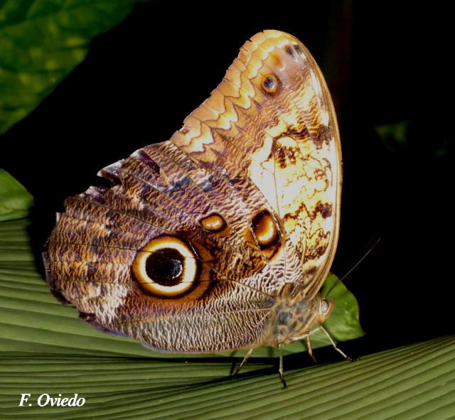 Caligo telamonius - Wikipedia