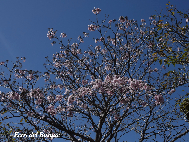 Roble Rosa Tabebuia rosea | Ecos del Bosque