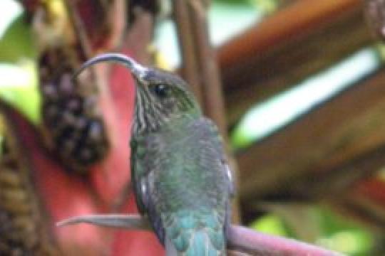 Bosques Rio Toro