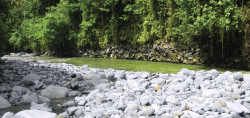 Bosques Rio Toro