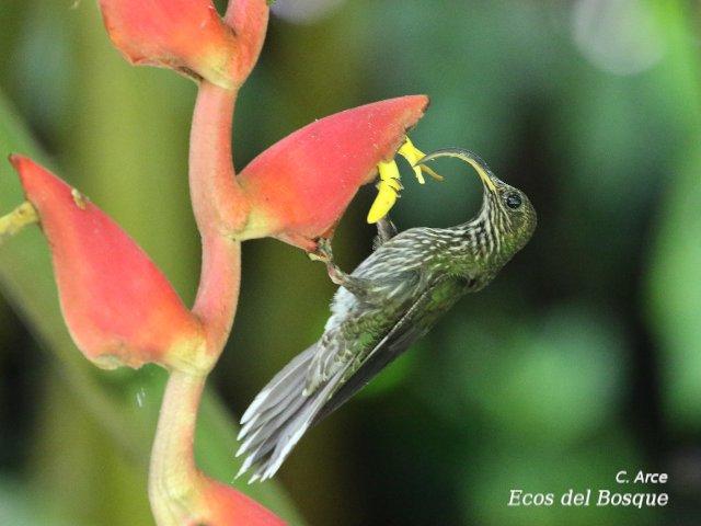 Observación de aves