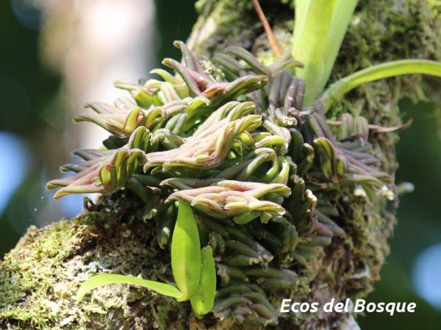 Epidendrum congestoides