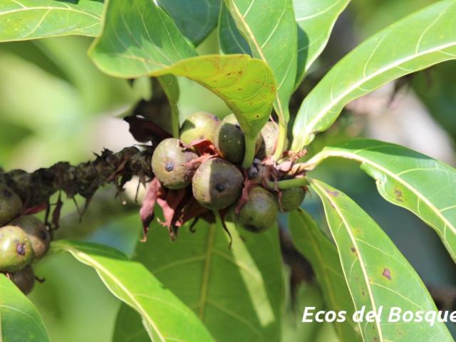 Ficus cahuitensis