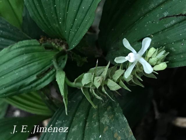 Palmorchis trilobulata