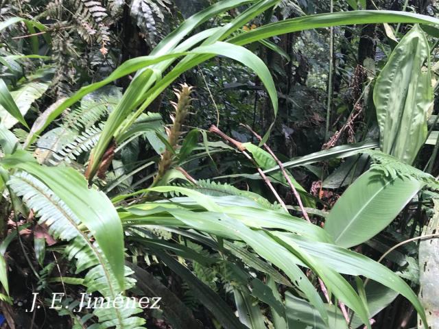 Pitcairnia atrorubens