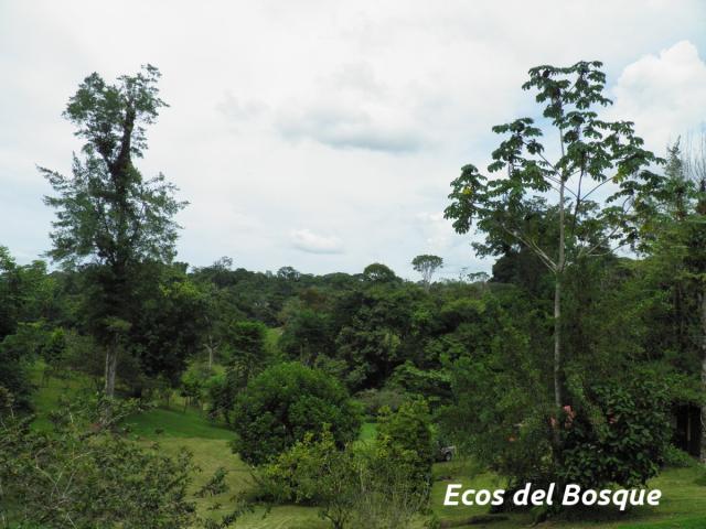 Vista de área boscosa de la finca