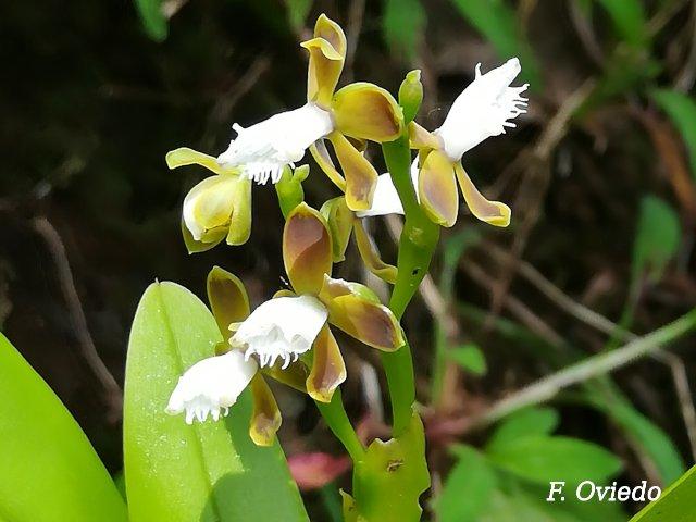Epidendrum alfaroi