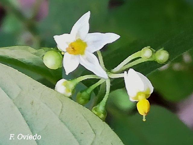 Solanum americanum, flor
