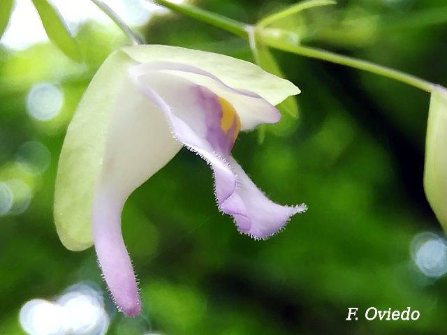Utricularia jamesoniana, flor