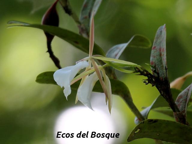 Epidendrum eburneum