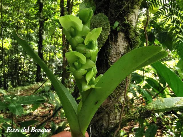 Epidendrum palmense