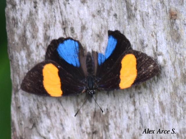 Callicore tolima bugaba