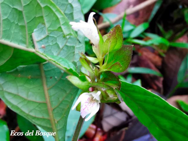 Herpetacanthus panamensis