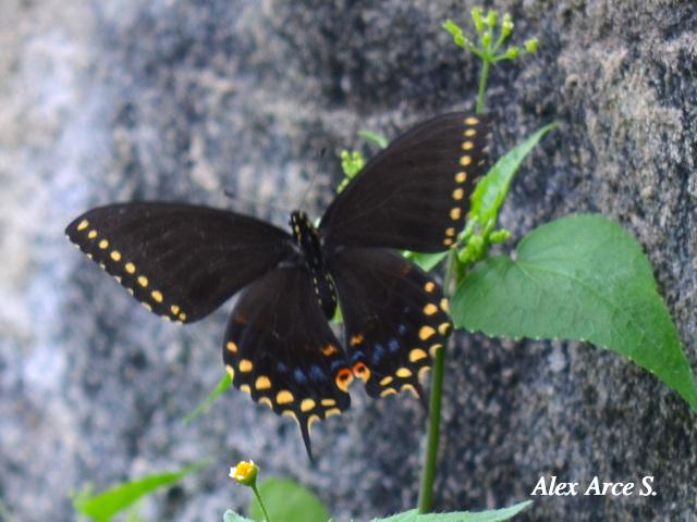 Papilio polyxenes stabilis (Cola de golondrina negra centroamericana)