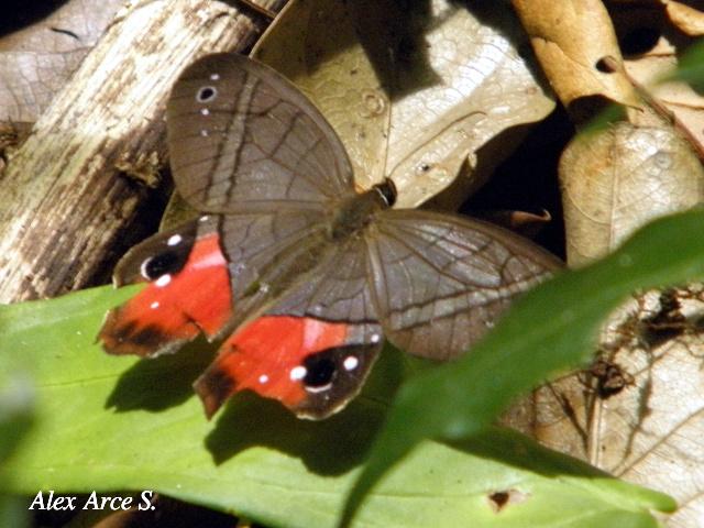 Pierella helvetia incanescens (Sátiro rojizo)
