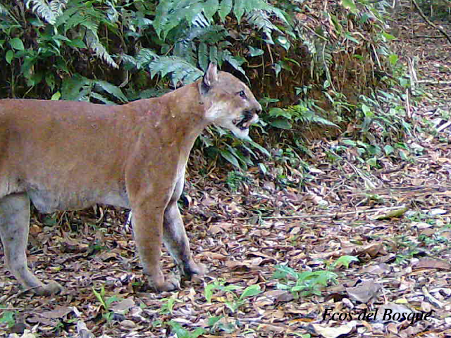 Puma concolor costaricensis