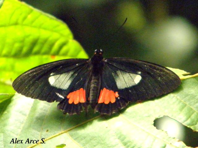Parides panares lycimenes (Mariposa manchas rojas)