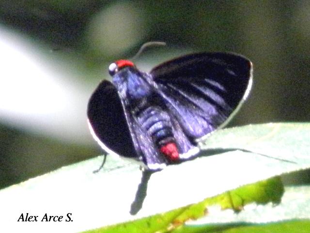 Pyrrhopyge zenodorus (Saltarina punta de fuego)