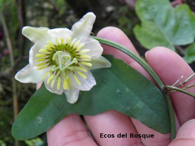 Passiflora biflora (Calzoncillo, ñorbito)