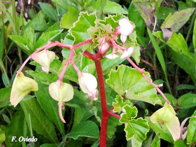 Begonia fischeri