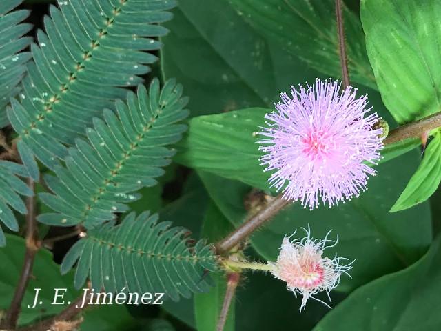 Mimosa pudica (Dormilona)