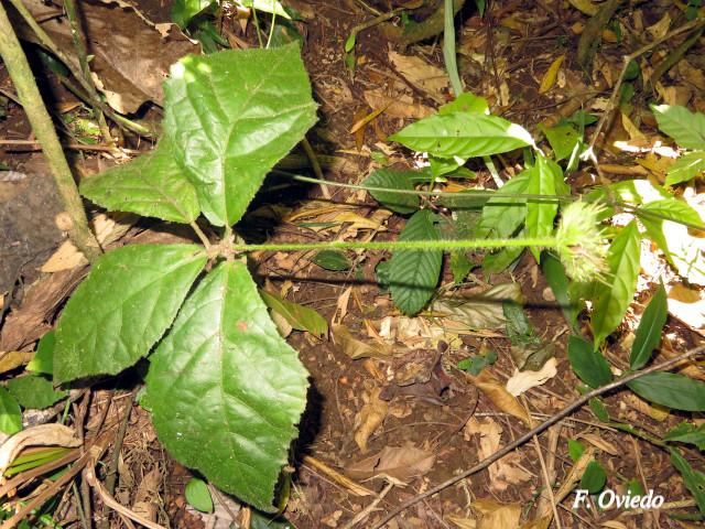 Pavonia castaneifolia