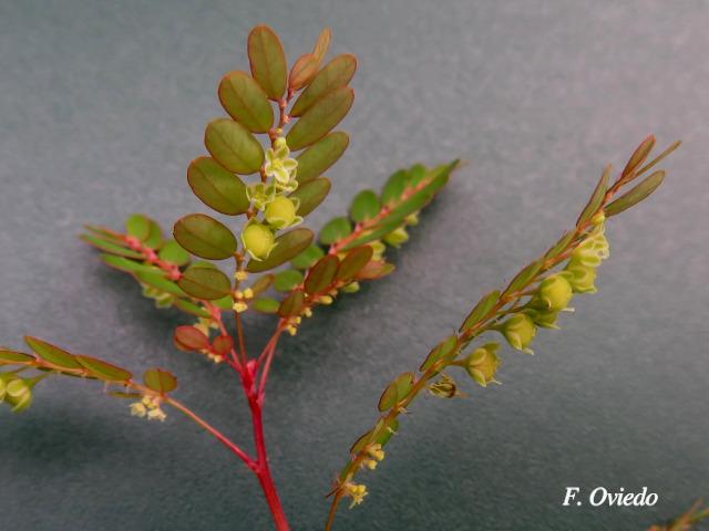 Phyllanthus stipulatus