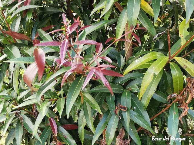 Syzygium jambos (Manzana rosa)