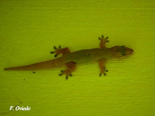 Hemidactylus frenatus (Gecko casero común)