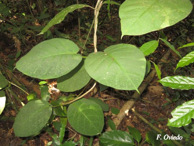 Marsdenia macrophylla