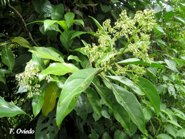 Neomirandea araliifolia