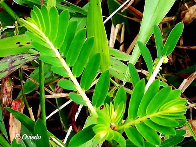 Phyllanthus urinaria (Chancapiedra, Nigua, Riñoncillo)