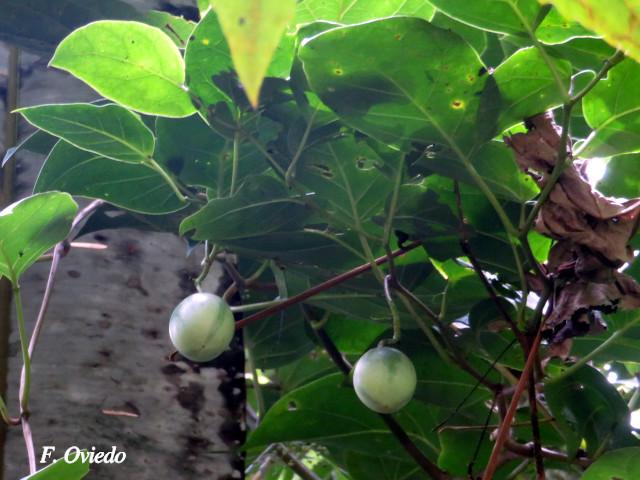 Solanum splendens (Berenjena cimarrona)